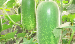 文安吃瓜爆料视频大全,视频大全带你领略网络热点风云